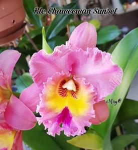 Rhyncholaeliocattleya Chaweewan Sunset
