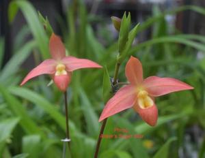 Phragmipedium Acker's Superstar