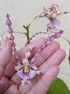 Dendrobium Tornado