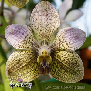 Vanda A'Pura