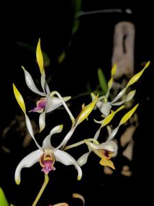 Dendrobium Elizabeth Erdleyi