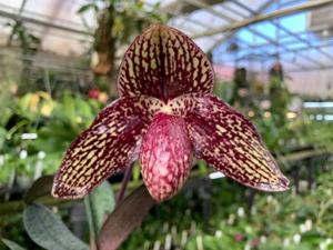 <i>Paphiopedilum</i> Hung Sheng Wild Cat