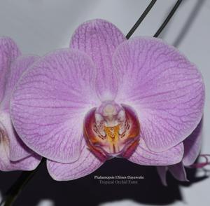 Phalaenopsis Efrines Dayawatie