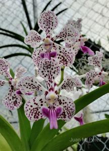 Vanda Boschii