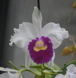 Cattleya Laci Lynn Sakamoto