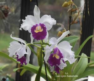 Cattleya Laci Lynn Sakamoto