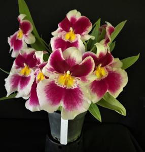 Miltoniopsis Twin Peaks