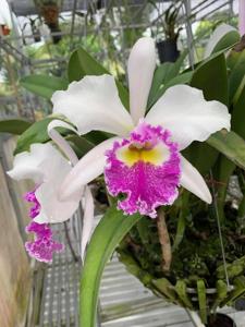 Cattleya Catherine Patterson