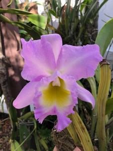 Rhyncholaeliocattleya Mount Anderson