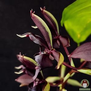 Catasetum Maria Mercedes Soares