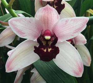 Cymbidium Yai