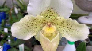 Paphiopedilum Freckles