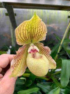 Paphiopedilum Jade Dragon