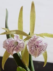 Brassocattleya Nok Noi