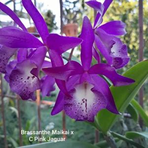 Brassocatanthe Pink Panther
