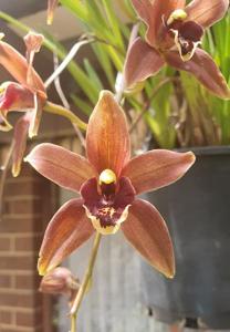 Cymbidium Piccaninny