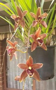 Cymbidium Piccaninny