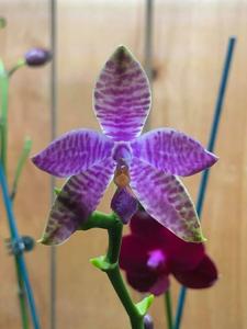 Phalaenopsis YangYang Blue Dragonfly