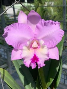 Rhyncholaeliocattleya Chief Pink