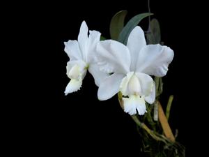 Cattleya dolosa