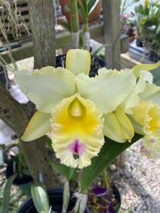 Rhyncholaeliocattleya Yuko Ito