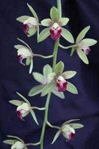 Cymbidium Zig-Zag