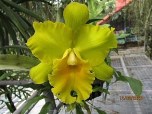 Rhyncholaeliocattleya San Damiano 2