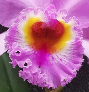 Cattleya Lord Rothschild