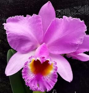 Cattleya Lord Rothschild