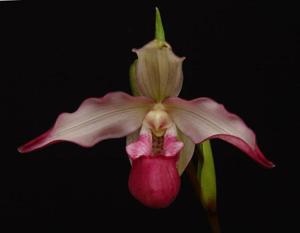 Phragmipedium Haroldeen Quintal