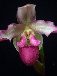 Phragmipedium Haroldeen Quintal