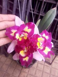 Rhyncholaeliocattleya Chinese Beauty