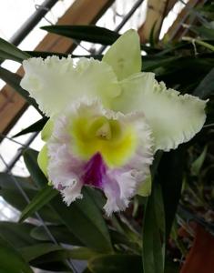 Rhyncholaeliocattleya Phuchifah