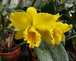 Rhyncholaeliocattleya Phuchifah