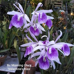 Brassocattleya Morning Glory