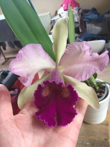 Cattleya Voltaire