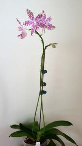 Phalaenopsis Telu