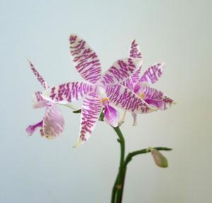 Phalaenopsis Telu