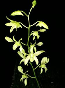 Dendrobium Mastur