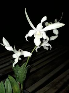 Dendrobium Capung Batu