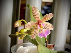 Phalaenopsis Lincervi