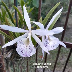 Brassocattleya Nanipuakea