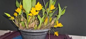 Lycaste Groganii