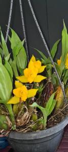 Lycaste Groganii