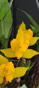 Lycaste Groganii