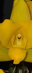 Lycaste Groganii