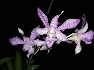 Dendrobium Yuli Saptaning Hidayah