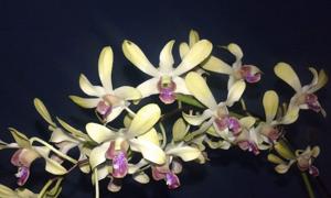 Dendrobium Batu Bersinar