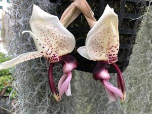 Stanhopea Miss Taki