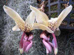 Stanhopea Miss Taki